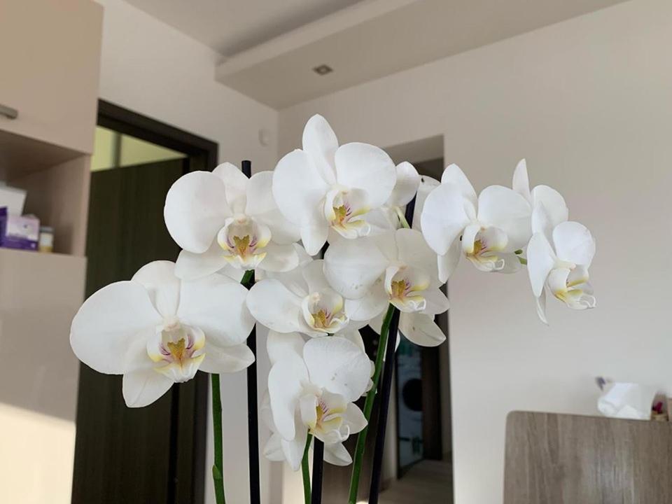 Orchidea Apartmanhaz Appartement